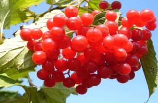 คุณสมบัติที่มีประโยชน์ของ Viburnum