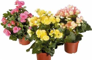 Begonia - kotihoito