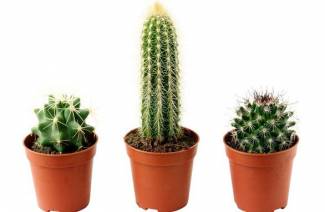 Cura dei cactus
