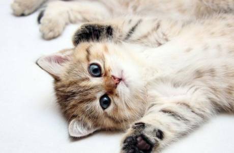 Làm thế nào để cai sữa cho một con mèo