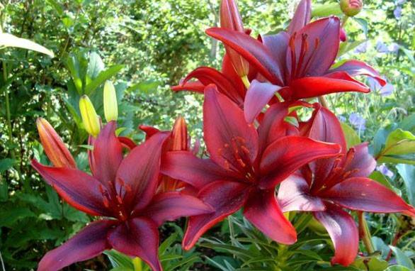 Lys - plantation et soins en pleine terre