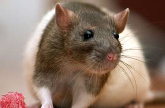 Pourquoi les rats rêvent
