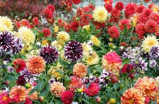 Dahlias - Soins et croissance