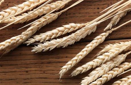 Thực phẩm nào chứa gluten