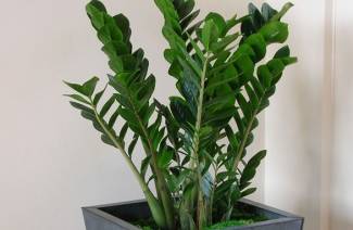 Zamioculcas - kotihoito