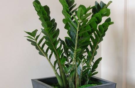 Zamioculcas - ดูแลบ้าน