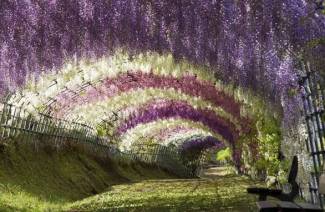 Wisteria - kasvatus ja hoito kotona