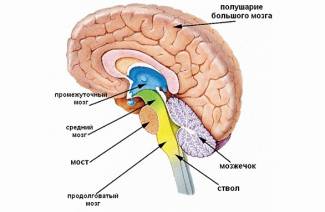 ระบบประสาท Parasympathetic