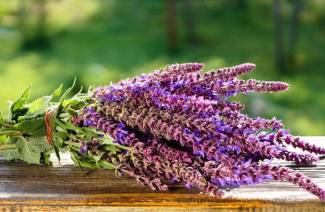 Propiedades terapéuticas y contraindicaciones para la salvia.
