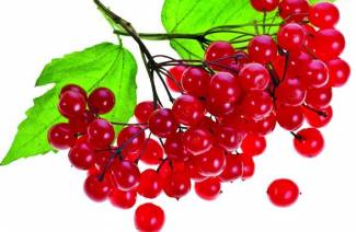 Ką gaminti iš viburnum