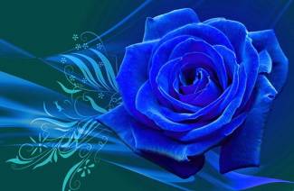 Roses bleues