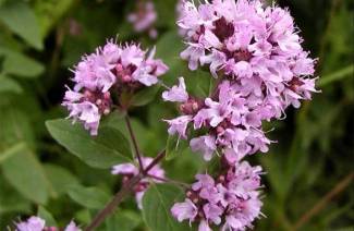 Origano comune