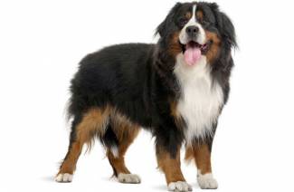 Bernese Mountain Dog