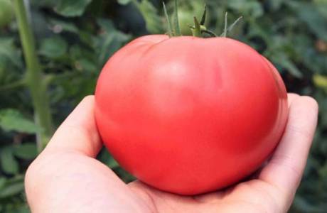 Les meilleures variétés de tomates pour les serres