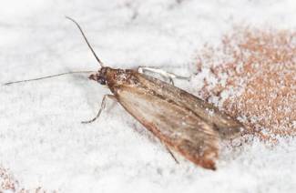 3 méthodes de lutte anti-mites faciles