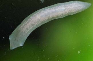 planaria