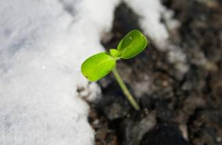 Ce qui est planté dans le jardin avant l'hiver