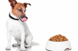 Padrões de alimentação para cães secos