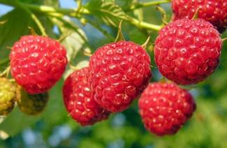 Dois-je tailler les framboises à la framboise en novembre?