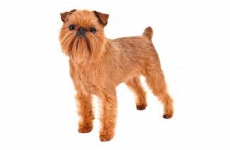 Brussels Griffon