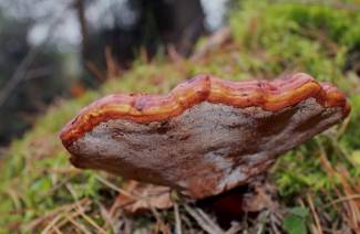 Reishi Pilz