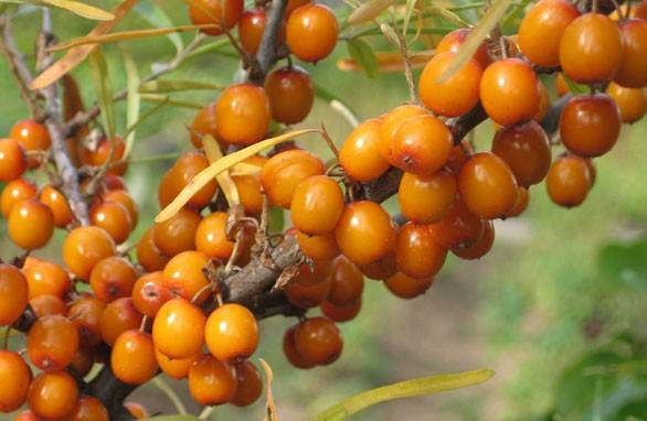 คุณสมบัติที่มีประโยชน์และข้อห้ามของทะเล buckthorn