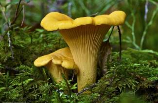 Comment congeler les chanterelles pour l'hiver