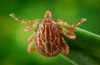 Paano gamutin ang damo mula sa mga ticks