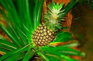 Comment faire pousser des ananas à la maison