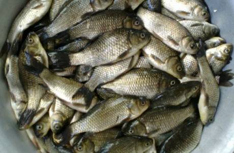Crucian sazan yemek nasıl