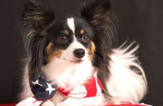 papillon
