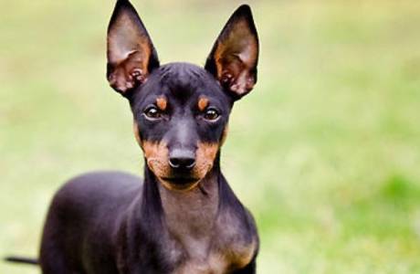 Rus oyuncak terrier
