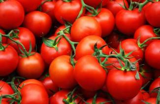 Picking froid tomates pour l'hiver