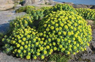 Rhodiola rosea