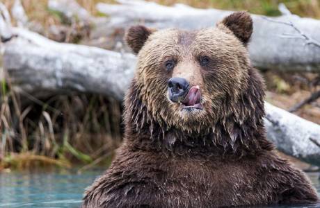 Bile de Urso