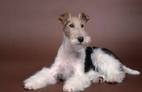 Fox terrier