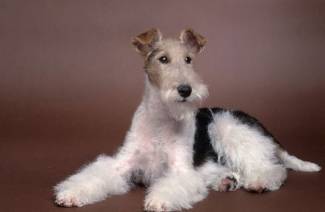 Fox terrier