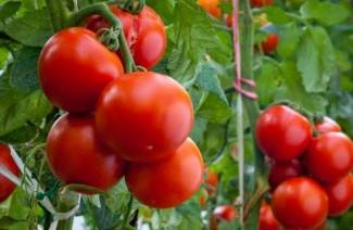 Comment pincer les tomates
