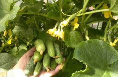Kurkkujen ruokinta polykarbonaattikasvihuoneessa