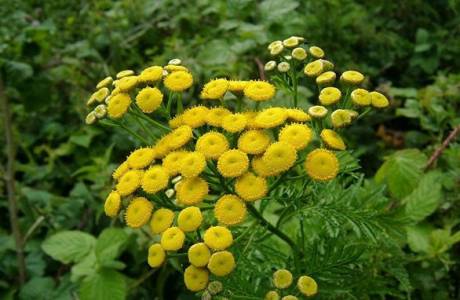 Tính chất hữu ích và chống chỉ định tansy
