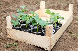 Quando plantar pepinos de mudas de acordo com o calendário lunar em 2019