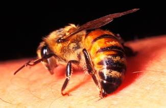 Que faire si une abeille a mordu