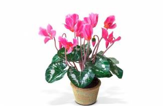 Cyclamen - kotihoito