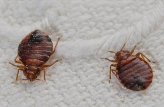 Kā izskatās bedbugs?