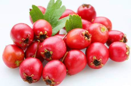خصائص مفيدة وموانع الزعرور