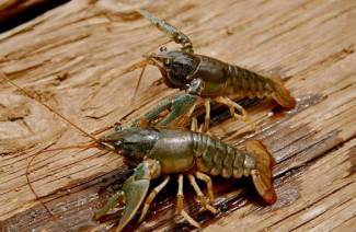 การเพาะพันธุ์กุ้ง