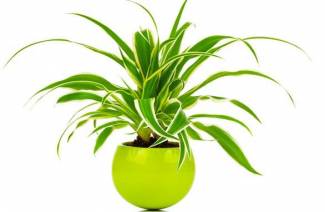 Chlorophytum