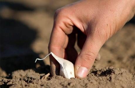 Wann im Winter im Jahr 2019 Knoblauch zu pflanzen