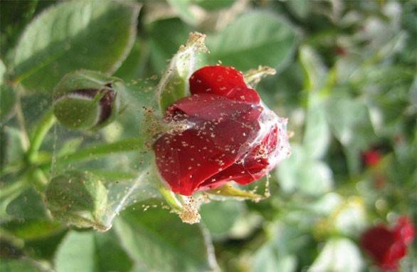 Paano iproseso ang mga rosas mula sa aphids