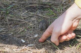 Sintomi e trattamento della febbre del topo